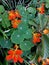 blooming nasturtium flowers with green colorful leaves.