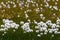 Blooming natural cottongrass (Eriophorum) within green grass