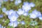 Blooming Nemophila on The Hill. / Background of blue flowers.
