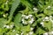 Blooming nettle flowers, naturally growing health plants