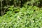 Blooming nettle with white flowers on a summer day lit by the sun. Alternative medicine. Herb in its natural environment