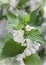 Blooming nettle, white inflorescences, macro