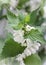 Blooming nettle white inflorescences, macro