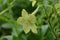 Blooming Nicotiana Flower Blossom Growing in the Wild