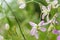 Blooming night-scented stock Matthiola longipetala