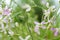 Blooming night-scented stock Matthiola longipetala