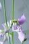Blooming night violet or mattiola