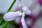Blooming night violet or mattiola