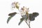 Blooming Ninebark (Physocarpus opulifolius)