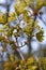 Blooming Norway Maple (Acer platanoides) against Blue Sky, backlite