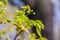Blooming Norway Maple, Acer platanoides, in beautiful light