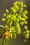 Blooming Norway Maple, Acer platanoides, in beautiful light