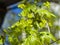 Blooming Norway Maple or Acer platanoides, flowers with blurred background macro, selective focus, shallow DOF