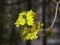 Blooming Norway Maple, Acer platanoides, flowers with blurred background macro, shallow DOF, selective focus