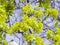 Blooming Norway Maple, Acer platanoides, flowers with blurred background macro, shallow DOF, selective focus