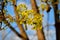 Blooming Norway maple in the rays of sunset.