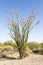 Blooming Ocotillo Cactus, AZ, USA