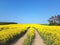 Blooming oilseed field with traktor track