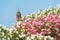 Blooming Oleander against the background of the church of Sant Bartomeu and Santa Tecla in Sitges, Barcelona, Catalunya, Spain.