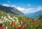 blooming oleander bushes above Bogliaco village, lake Gardasee landscape, italy