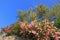 Blooming oleander and olive trees