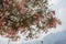 Blooming oleander tree with pink flowers in the mountain background