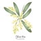 Blooming olive tree branch, hand drawn isolated illustration