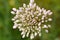 Blooming onion. A blooming arrow of onion