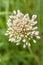 Blooming onion. A blooming arrow of onion