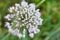 Blooming onion. A blooming arrow of onion