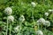 Blooming onion, bolting onion, bee friendly onion flower heads in the kitchen garden in summer with the potatoes and sweet