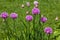 Blooming onion shallots close-up spring sunny day