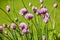 Blooming onion shallots close-up spring sunny day