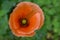 Blooming open flower of a field poppy of bright scarlet color with yellow pestle and stamens showered with pollen in the middle