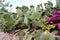 Blooming opuntia cacti flower, opuncia called prickly pear on the rock garden in Italy, Monopoli town, Apulia region, Adriatic Sea