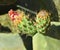 Blooming Opuntia cactus