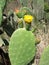 Blooming Opuntia cactus