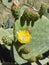 Blooming Opuntia cactus