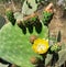 Blooming Opuntia cactus