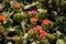 Blooming opuntia cactus outside, on a bright sunny summer day. big orange flowers, nature close-up