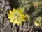 The blooming Opuntia echios barringtonensis is an endemic Galapagos, Santa Cruz, Galapagos, Ecuador.