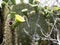 The blooming Opuntia echios barringtonensis is an endemic Galapagos, Santa Cruz, Galapagos, Ecuador.