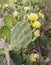 The blooming opuntia, prickly pear cactus at Galveston, Texas