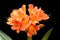 Blooming orange Amaryllis flower