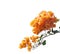 Blooming orange bougainvilleas.