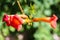 Blooming orange Campsis flowers on a branch close-up