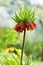 Blooming orange crown imperial flower or fritillaria in a spring garden