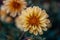 Blooming orange dwarf dahlia in the autumn garden, Dahlia Dahlietta mini flower close-up