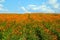 Blooming orange field of calendula in spring