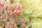 Blooming Orange Flowers of Pig's Ear, Cotyledon orbiculata Succulent Plant with Blurred Greenery Background